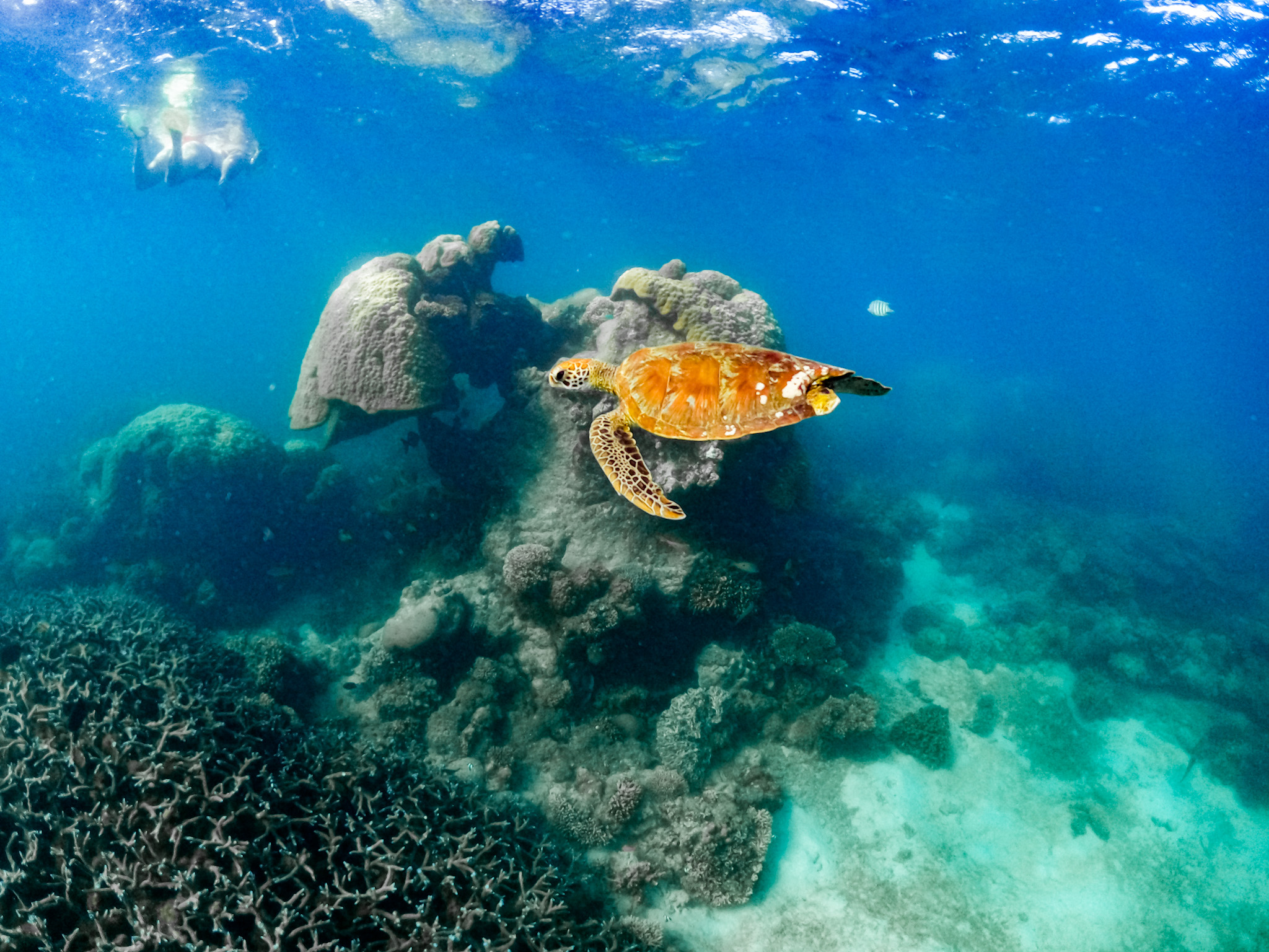 Sea turtle swimming past coral as a snorkeller watches on Ningaloo Reef